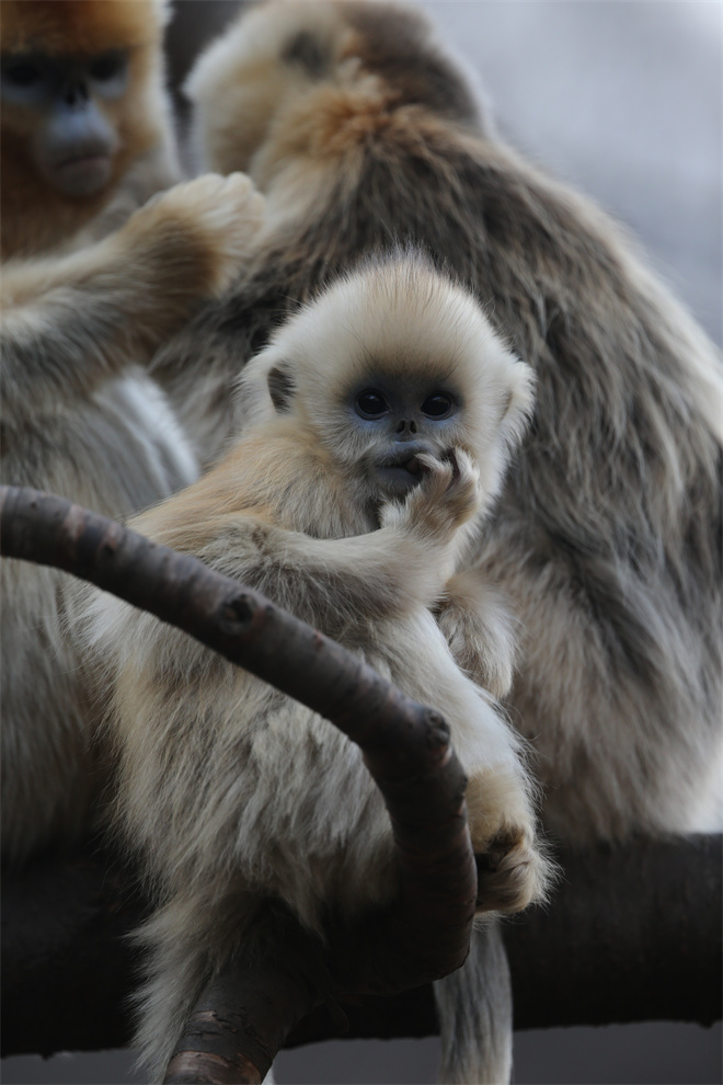 Science封面文章：MILAN.COM金丝猴研究团队首次系统揭示灵长类社会演化之谜_fororder_金丝猴