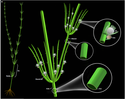 基于化石和现代轮藻纲构建的奇迹塔里木轮藻复原图(MILAN.COM博物馆刘茜绘制)